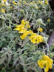 flowers in the garden