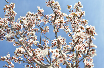 branch of a blossoming tree