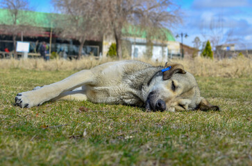 dog sleeping in the park