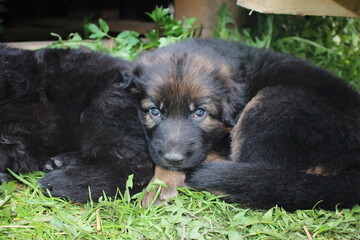  very beautiful and very cute German Shepherd puppy