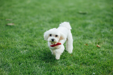 Small cute puppy of maltese dog sitting in the grass. White fluffy fur