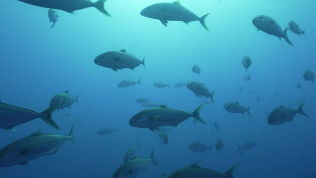 Underwater shot of school of amberjacks on Santa Maria island / Azores