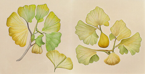 Ginkgo biloba. Botanical illustration on white paper. The best medicinal plants, their effects and contraindications. Natural medicine. Plant properties.