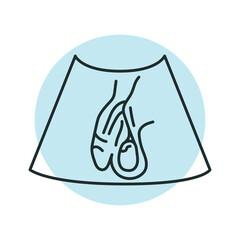 Ultrasound male reproductive system color line illustration