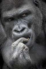 portrait of a male gorilla biting on his finger © Ralph Lear