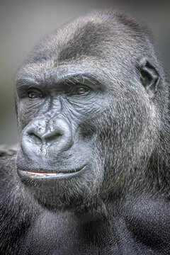 portrait of a large male gorilla