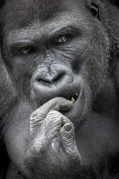 portrait of a male gorilla biting on his finger