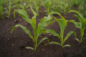 Small green corn sprouts close-up