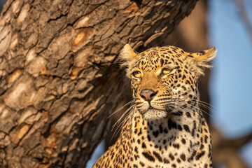 Portrait of a male leopard ( Panthera Pardus) in beautiful light, Sabi Sands Game Reserve, South Africa.