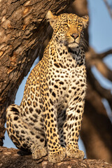 Male leopard ( Panthera Pardus) in a tree, Sabi Sands Game Reserve, South Africa.