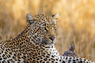 Male leopard ( Panthera Pardus) in beautiful light, Sabi Sands Game Reserve, South Africa.
