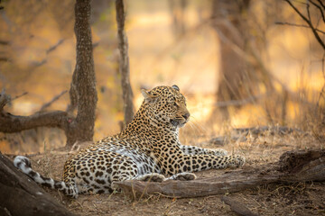 Male leopard ( Panthera Pardus) relaxing, Sabi Sands Game Reserve, South Africa.