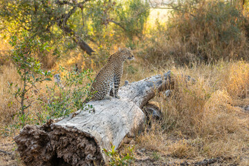 Male leopard ( Panthera Pardus) sitting on a trunk, Sabi Sands Game Reserve, South Africa.