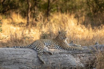 Fototapeta premium Male leopard ( Panthera Pardus) relaxing on a trunk, Sabi Sands Game Reserve, South Africa.