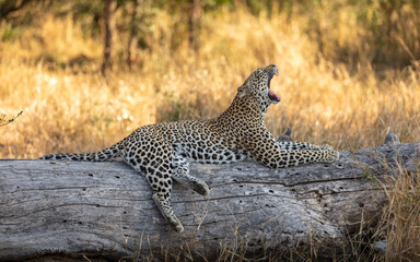 Male leopard ( Panthera Pardus) yawning on a trunk, Sabi Sands Game Reserve, South Africa.