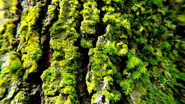 Mousse sur un tronc d'arbre