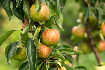 Ripe ready to harvest apples on a tree branch in orchard, garden