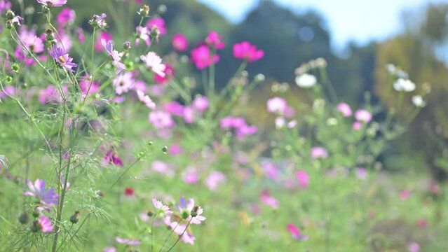 Animation of swaying cosmos field easy to use in autumn Fuchs　