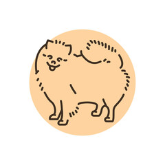 Pomeranian color line icon. Dog breed.