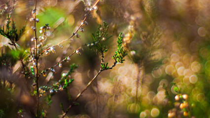 Flore opulente dans la for&ecirc;t des Landes de Gascogne, mise en valeur par la lumi&egrave;re du coucher du soleil