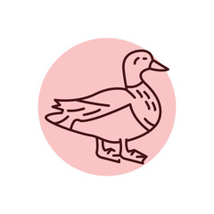 Mallard color line icon. Pictogram for web page