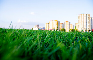 Fototapeta na wymiar green grass and blue sky background, green grass and sky, green grass and blue sky,
