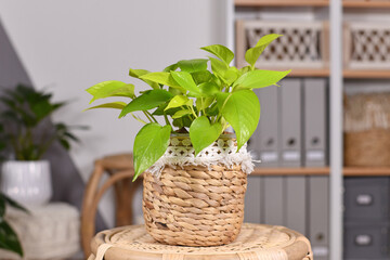 Tropical 'Epipremnum Aureum Lemon Lime' houseplant with neon green leaves in basket flower pot on table in living room