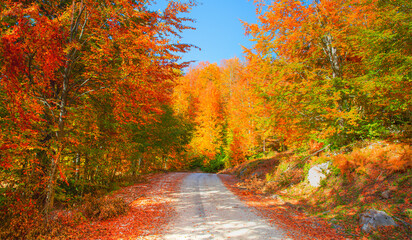 Autumn forest landscape with sun rays - Autumn landscape in (seven lakes) National park of  Yedigoller, Turkey
