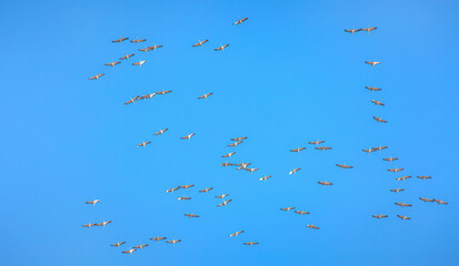 Flock of asian openbill stork (Anastomus oscitans) flying in the blue sky