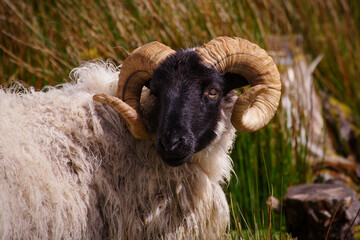 portrait of a mayo connemara blackface sheep lying in the grass with selective focus
