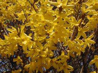 yellow flowers on the ground