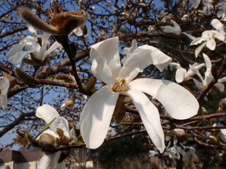 flowers in the garden