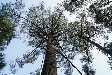 Cimes de pins en contre plongée