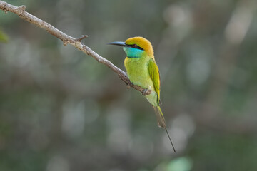 European bee-eater ( Merops apiaster ) is sitting on a twig