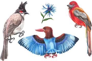 Watercolor set with  tropical bird . Transparent layer.