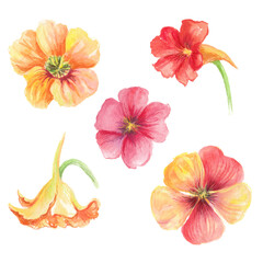  Watercolor set with summer flowers. Transparent layer