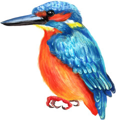 Watercolor tropical bird . Transparent layer.