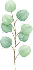 Watercolor eucalyptus leaves and branch