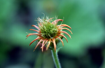 Welkende Blüte eines Roten Nelkenwurz