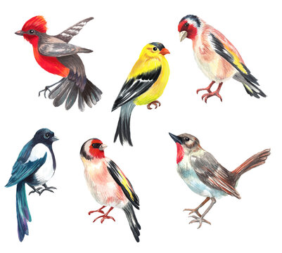 Watercolor set of birds isolated. Transparent layer.