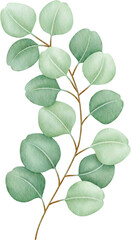 Watercolor eucalyptus leaves and branch