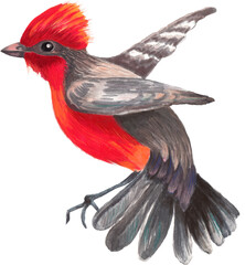 Watercolor wild bird. Transparent layer.