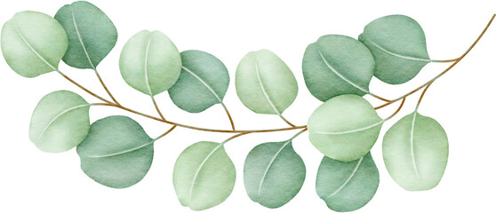 Watercolor eucalyptus leaves and branch