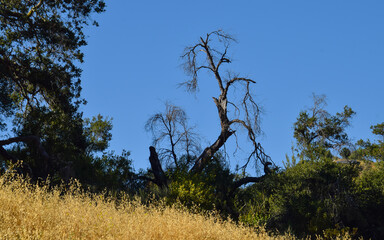 Hondo Canyon, Santa Monica Mountains