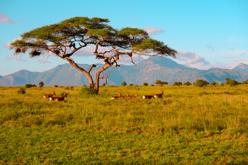 La bellezza della natura selvatica nel bel mezzo di un safari in Kenya