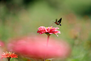ボタンの花の蜜を吸うオオスカシバ