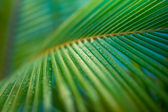 Tropical background green coconut palm leaf. Closeup nature view of palm leaves background textures after rain, relaxing natural sunlight. Exotic nature pattern, botany jungle, artistic foliage