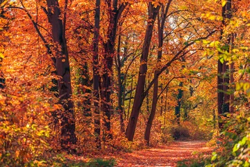 Sonnenlicht orange goldene Blätter Waldweg in einem Park vor Sonnenuntergang. Idyllische saisonale Herbstlandschaft, Herbstnaturhintergrund, erstaunlicher Freiheitspark-Fußweg. Ruhige farbenfrohe Umgebung. Majestätischer Anblick © icemanphotos