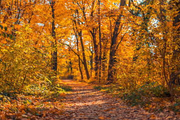 Sunlight orange golden leaves forest path in a park before sunset. Idyllic seasonal fall landscape autumn nature background, amazing freedom park footpath. Tranquil colorful environment. Majestic view