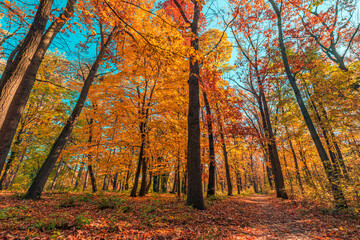 Sunlight orange golden leaves forest path in a park before sunset. Idyllic seasonal fall landscape autumn nature background, amazing freedom park footpath. Tranquil colorful environment. Majestic view